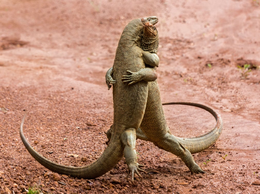 Дві ящірки танцюють. Фото: Sergey Savvi/Barcroft Images