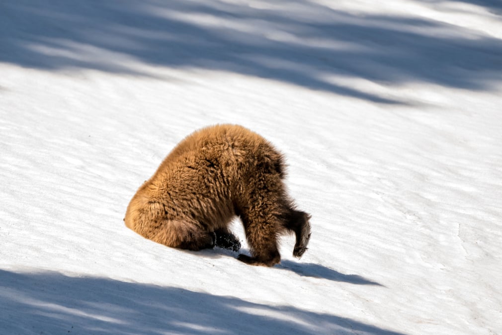 Ведмідь зарив голову у сніг. Фото: Patty Bauchman/Barcroft Images
