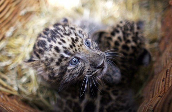 фотографії милих тваринок, дитинча леопарда