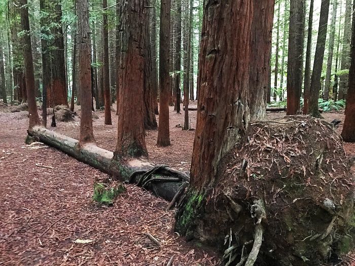 This Tree Fell Over And Grew 4 More Trees Out Of Itself