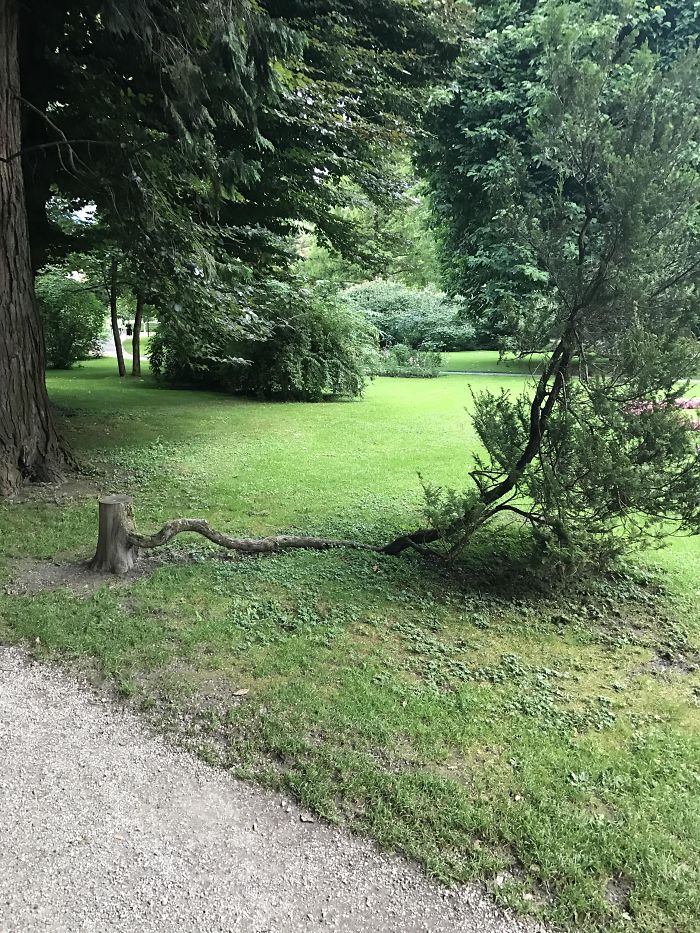 This Tree That Refuses To Die