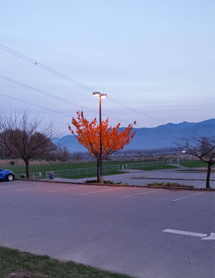 This Tree Still Has Its Leaves Because Of The Light Shining On It