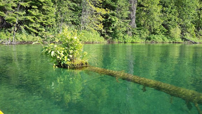 This Floating Island That Grew At The End Of A Partially Sunken Tree