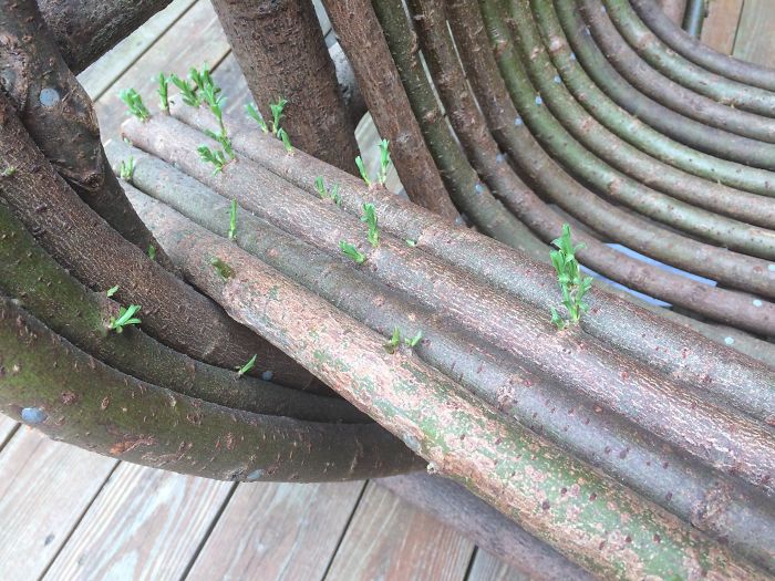 This Wooden Chair My Parents Bought Started Sprouting Leaves