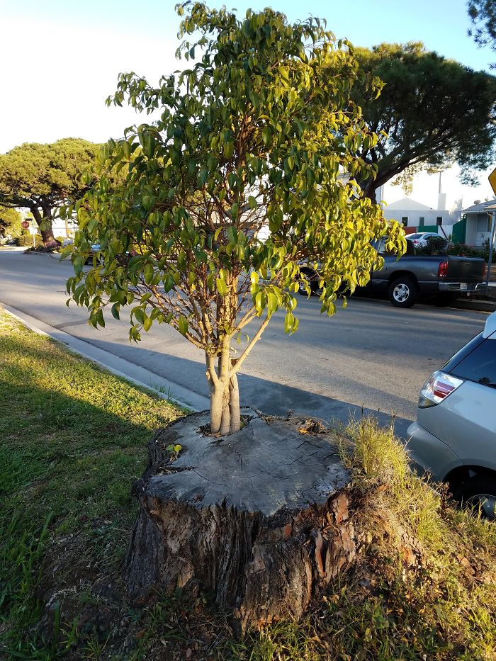 This Tree Is Growing Out Of Another Tree