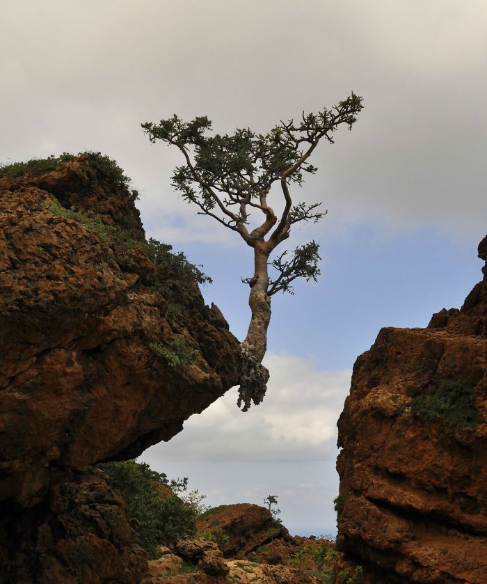 This Tree Is Tenacious