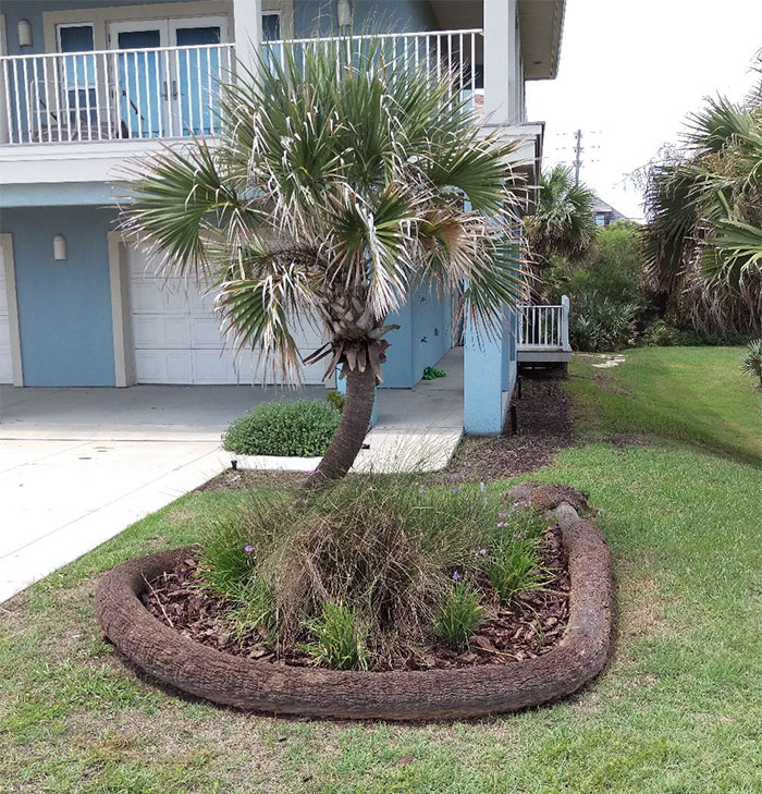 The Way This Palm Tree Fell And Continued To Grow