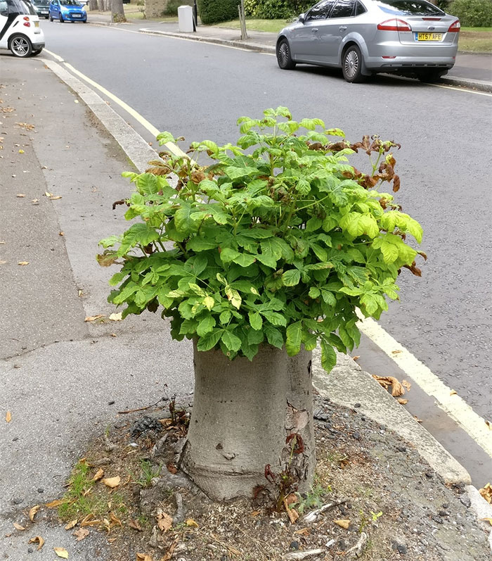 This Tree Refuses To Die