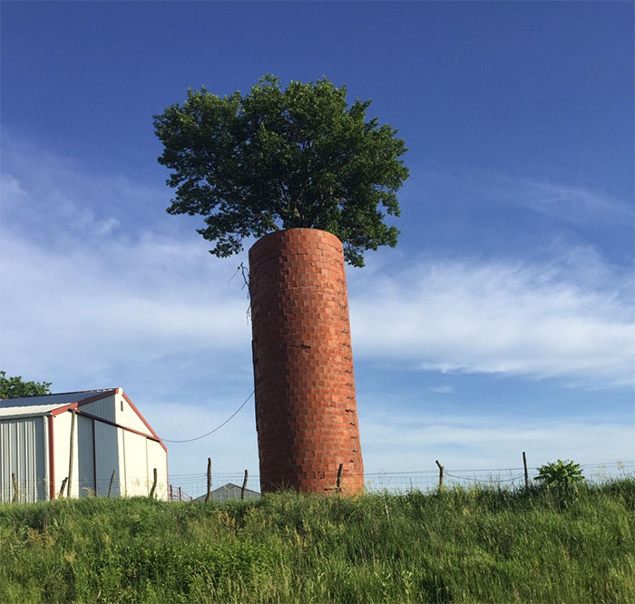 This Tree Grew Inside This Brick Silo And Looks Like A Carrot