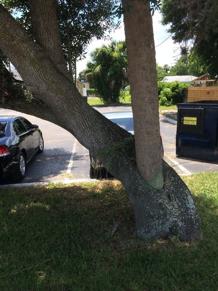 Palm Tree Grew Through An Oak Tree