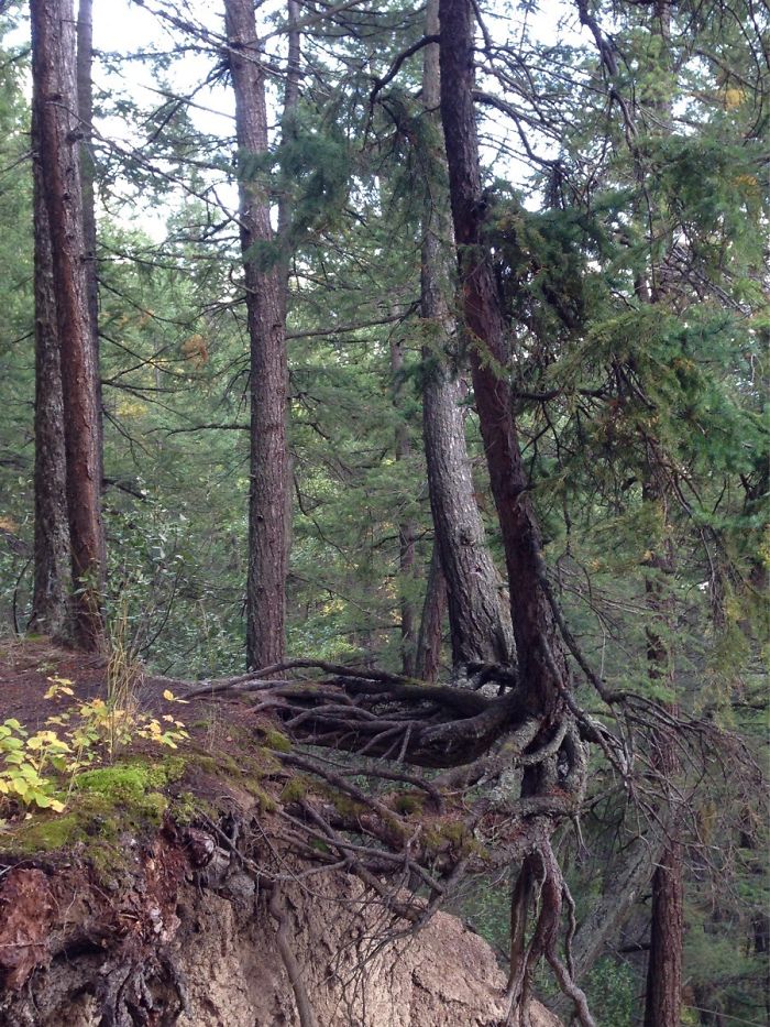 This Tree Is Barely Holding On After The Cliff Eroded Away