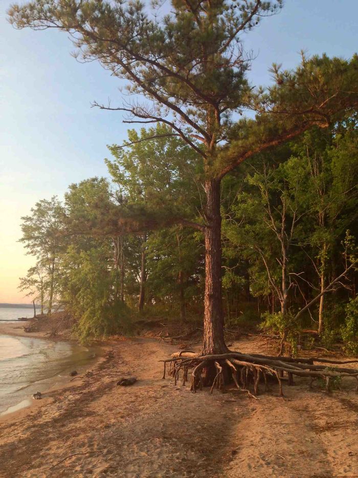 This Pine Tree