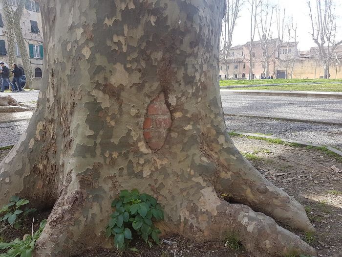 This Big Tree Ate Some Wall Bricks