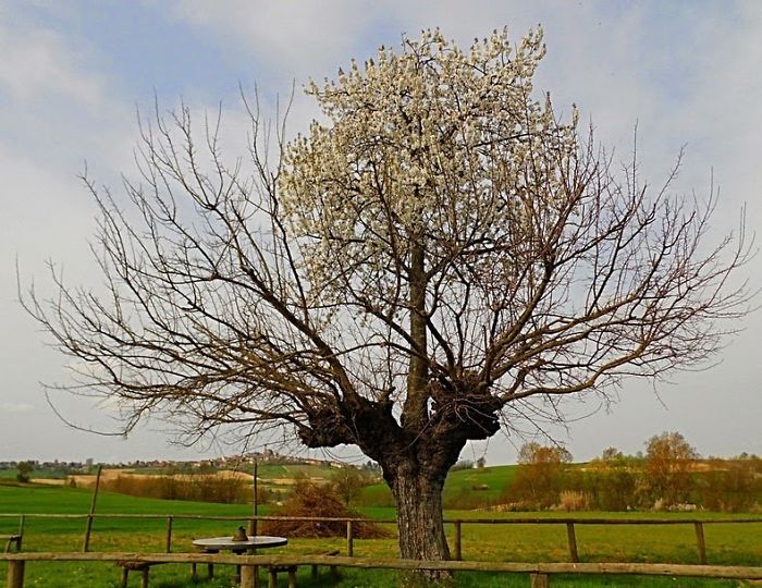 A Tree Growing On Another Tree