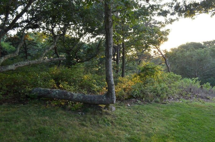 This Tree Didn't Quit When It Fell