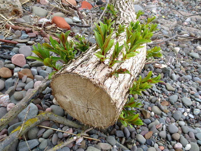 This Tree