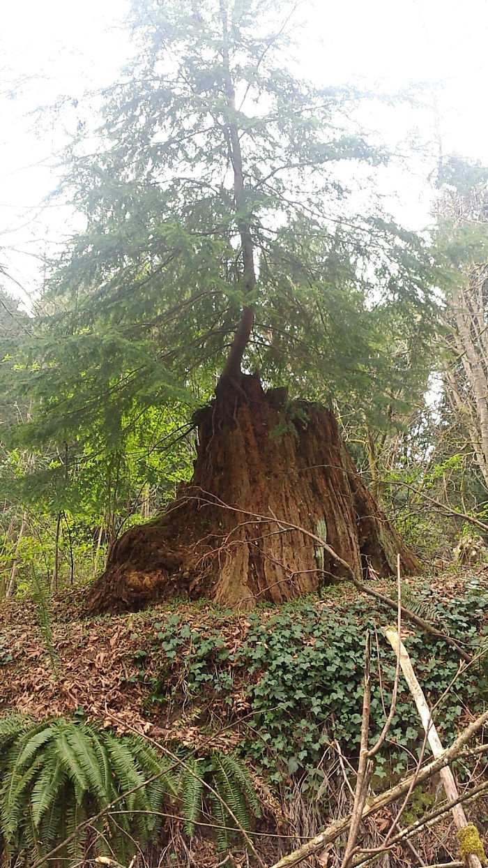 A New Tree Growing On A Old One Seattle, Wa