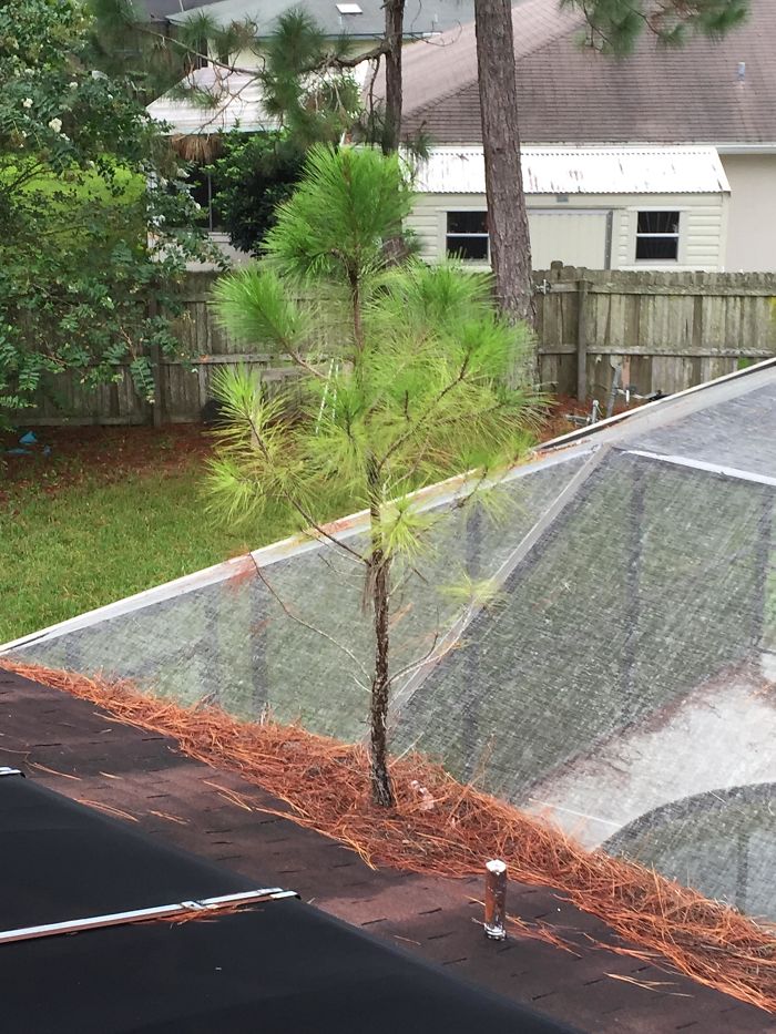 Tree Growing Out Of Gutters On A Roof My Buddy Went To Fix