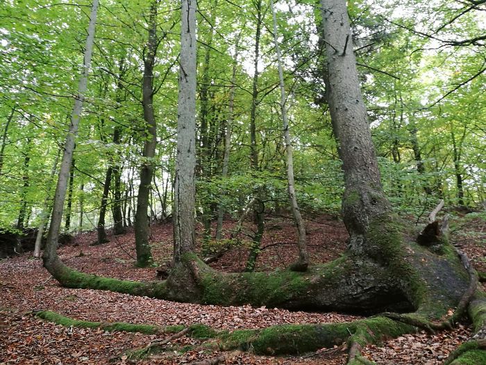 Fallen Tree Refuses To Die And Spouts Three New Trees