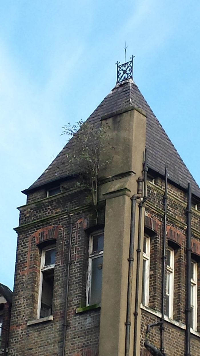 This Building Has A Tree Growing Out Of It