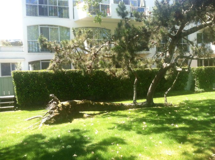 This Tree Fell Over But Some Of Its Roots Were Left Intact, So The Branches Have Kept Growing, Acting Like Trunks