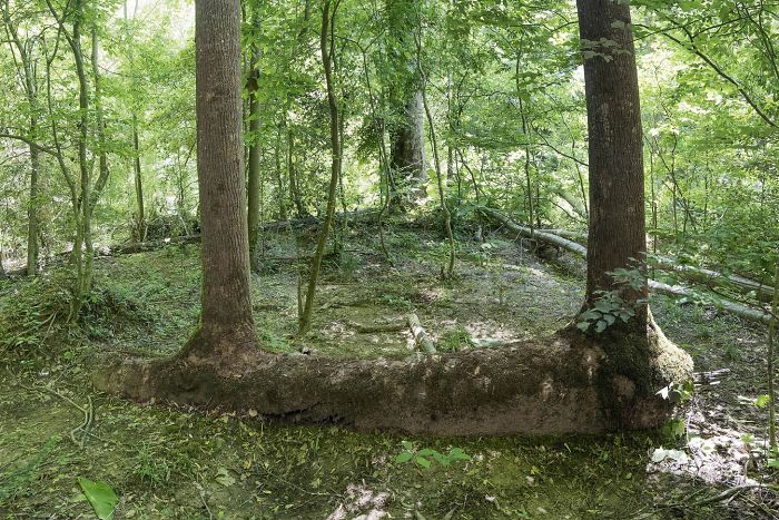 This Tree Fell Over And Grew 2 More Trees