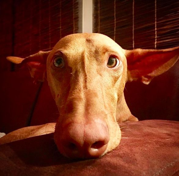 Собака з незвичайно великими вухами була знайдена на вулиці — відтоді життя вуханя змінилося