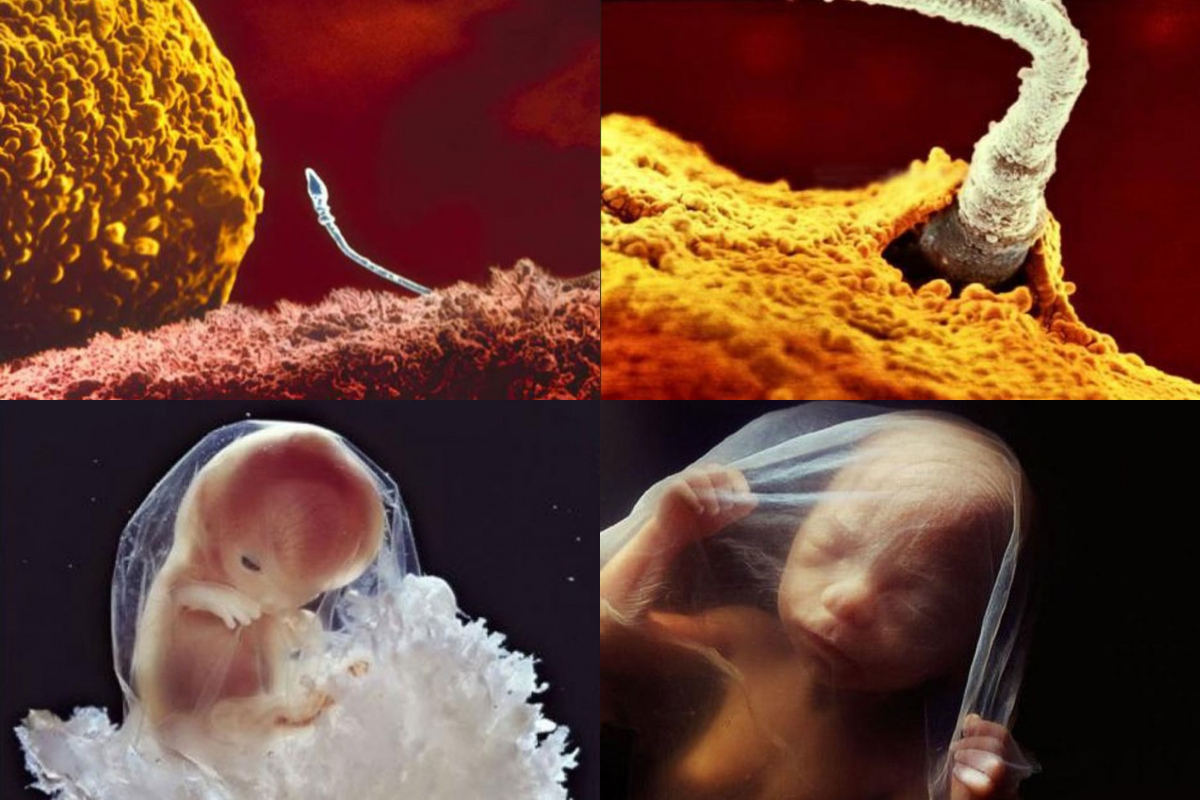 Як зароджується життя: 23 реальних кадри з утроби матері