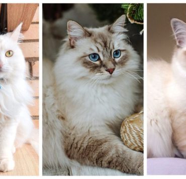 10 найкрасивіших порід кішок: справжня насолода для любителів тварин