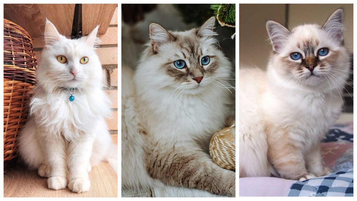 10 найкрасивіших порід кішок: справжня насолода для любителів тварин