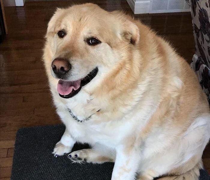 Власник приніс свого розтовстілого ретривера у ветеринарну клініку, щоб його позбавити життя, але ветеринар врятував життя собаці