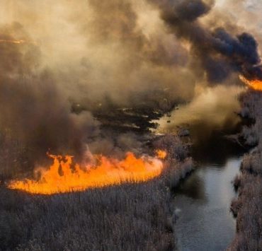 Пожежі, радіація і дикі тварини: що зараз відбувається в Чорнобилі?