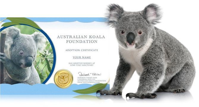 сертифікат коала
