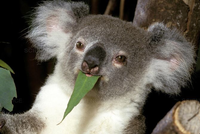 коала ест листок