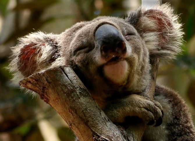 спляча коала