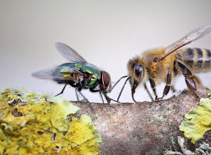 Сильна притча про бджолу і муху: для тих, хто звик звинувачувати інших