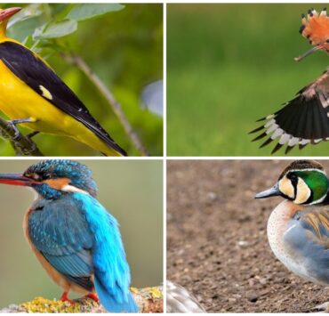 10 найгарніших птахів України: фото та опис
