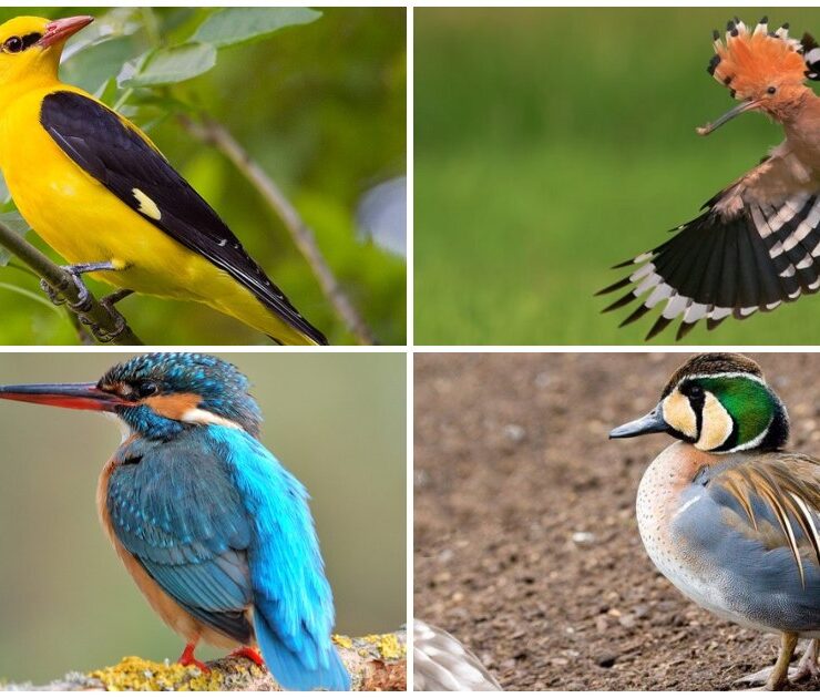 10 найгарніших птахів України: фото та опис