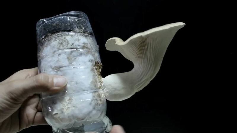 Пляшка + солома + будь-який гриб: найпростіший і ефективний спосіб вирощування грибів