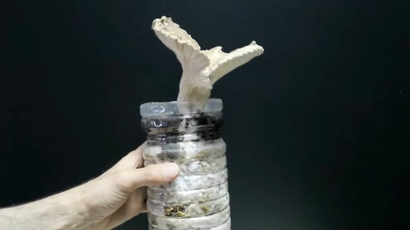 Пляшка + солома + будь-який гриб: найпростіший і ефективний спосіб вирощування грибів