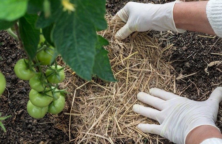 Чотири прості агротехнічні прийоми, які дозволяють збільшити врожай помідорів