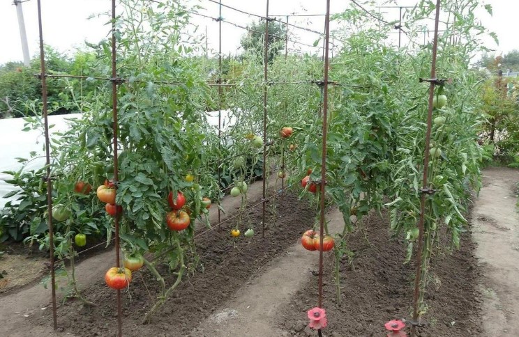 Чотири прості агротехнічні прийоми, які дозволяють збільшити врожай помідорів