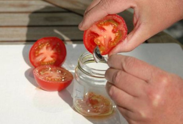 Як отримати своє насіння помідорів. Покрокова інструкція з усіма нюансами